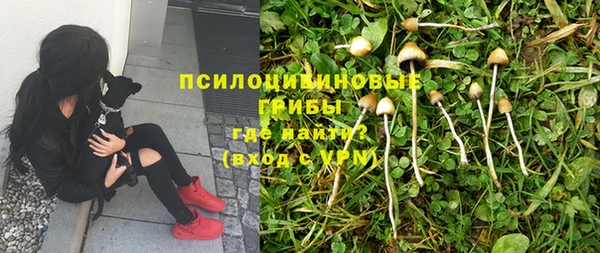 ПСИЛОЦИБИНОВЫЕ ГРИБЫ Гусев